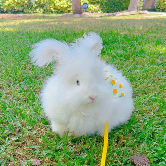 πΏ Meet Luna: Our Fluffy Pineapple Princess ππ°