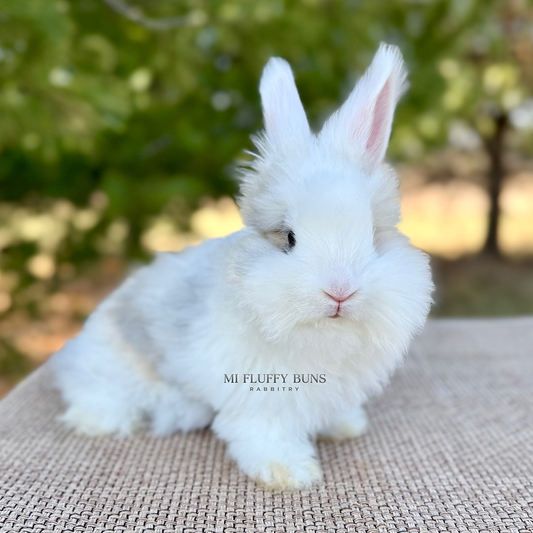 Very excited about 2 new buns joining our rabbitry!