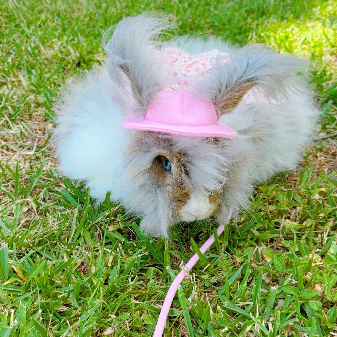 💫 Say Hello to Nebula — Our Fluffy Boss Girl 🌸🐰