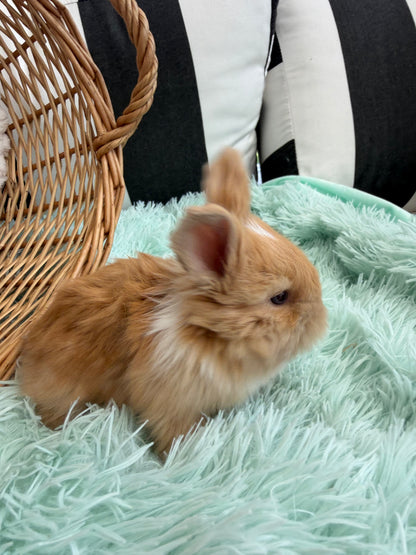 Fawn Lilac Tort VM English Angora Doe for Sale | Kissimmee Florida | Nebula X Waffles "Satsuma" BREEDER HOLD