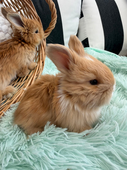 Fawn Lilac Tort VM English Angora Doe for Sale | Kissimmee Florida | Nebula X Waffles "Satsuma" BREEDER HOLD