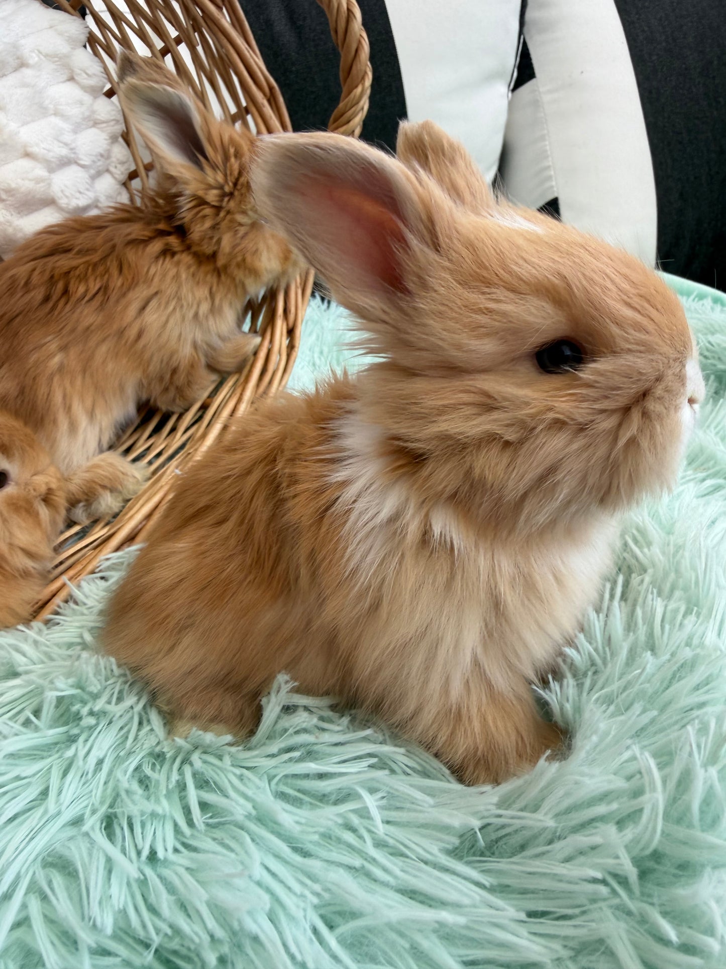 Fawn Lilac Tort VM English Angora Doe for Sale | Kissimmee Florida | Nebula X Waffles "Satsuma" BREEDER HOLD