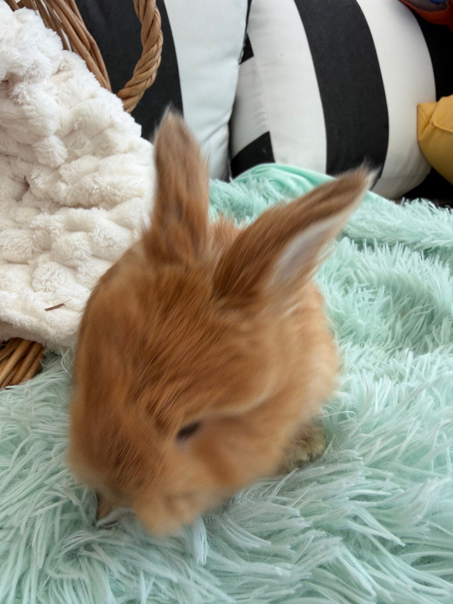 Tort English Angora Doe for Sale | Kissimmee Florida | Nebula X Waffles "Peaches"