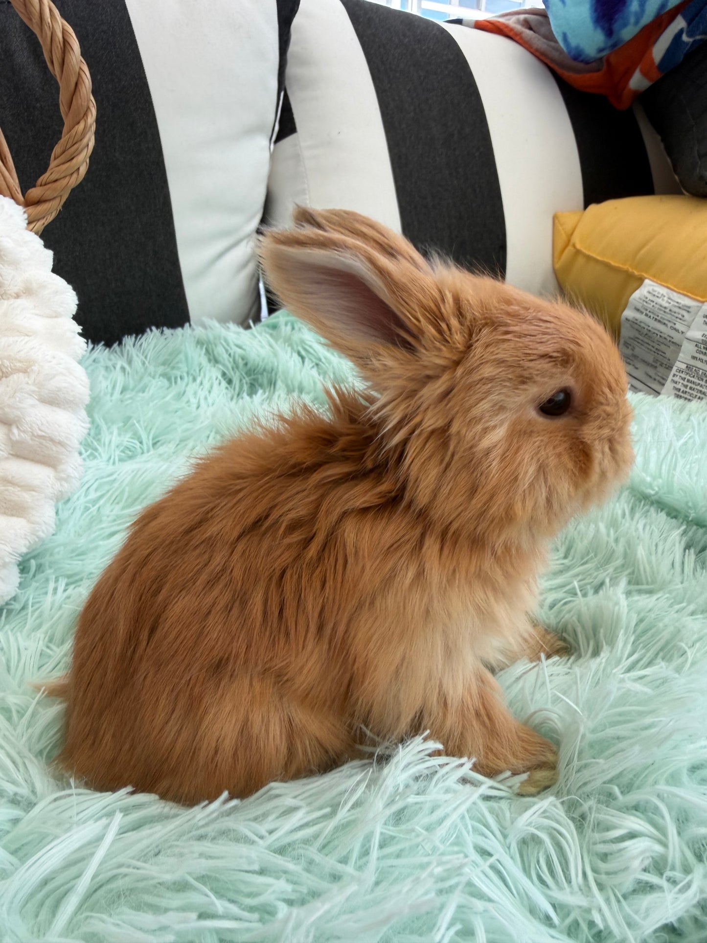 Tort English Angora Doe for Sale | Kissimmee Florida | Nebula X Waffles "Peaches"