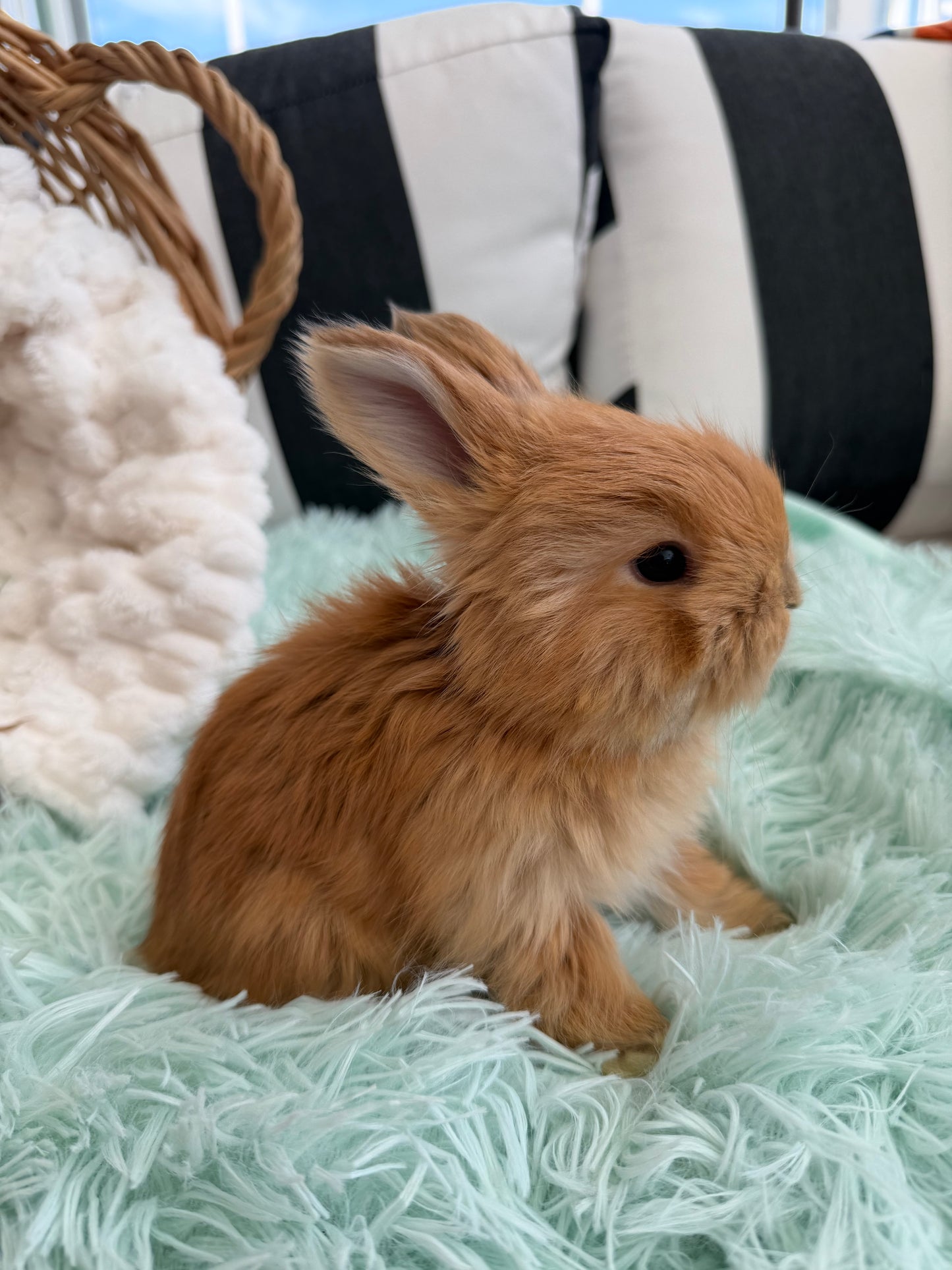 Tort English Angora Doe for Sale | Kissimmee Florida | Nebula X Waffles "Peaches"