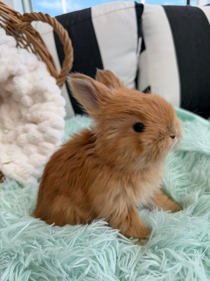 Tort English Angora Doe for Sale | Kissimmee Florida | Nebula X Waffles "Peaches"