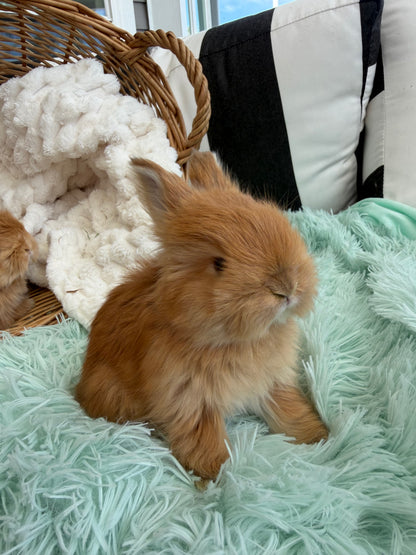 Tort English Angora Doe for Sale | Kissimmee Florida | Nebula X Waffles "Peaches"