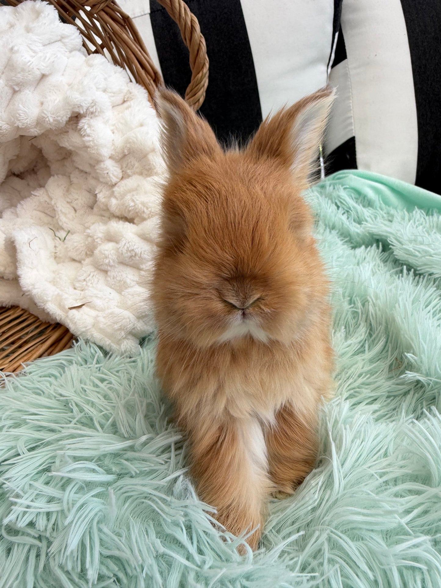 Tort English Angora Doe for Sale | Kissimmee Florida | Nebula X Waffles "Peaches"