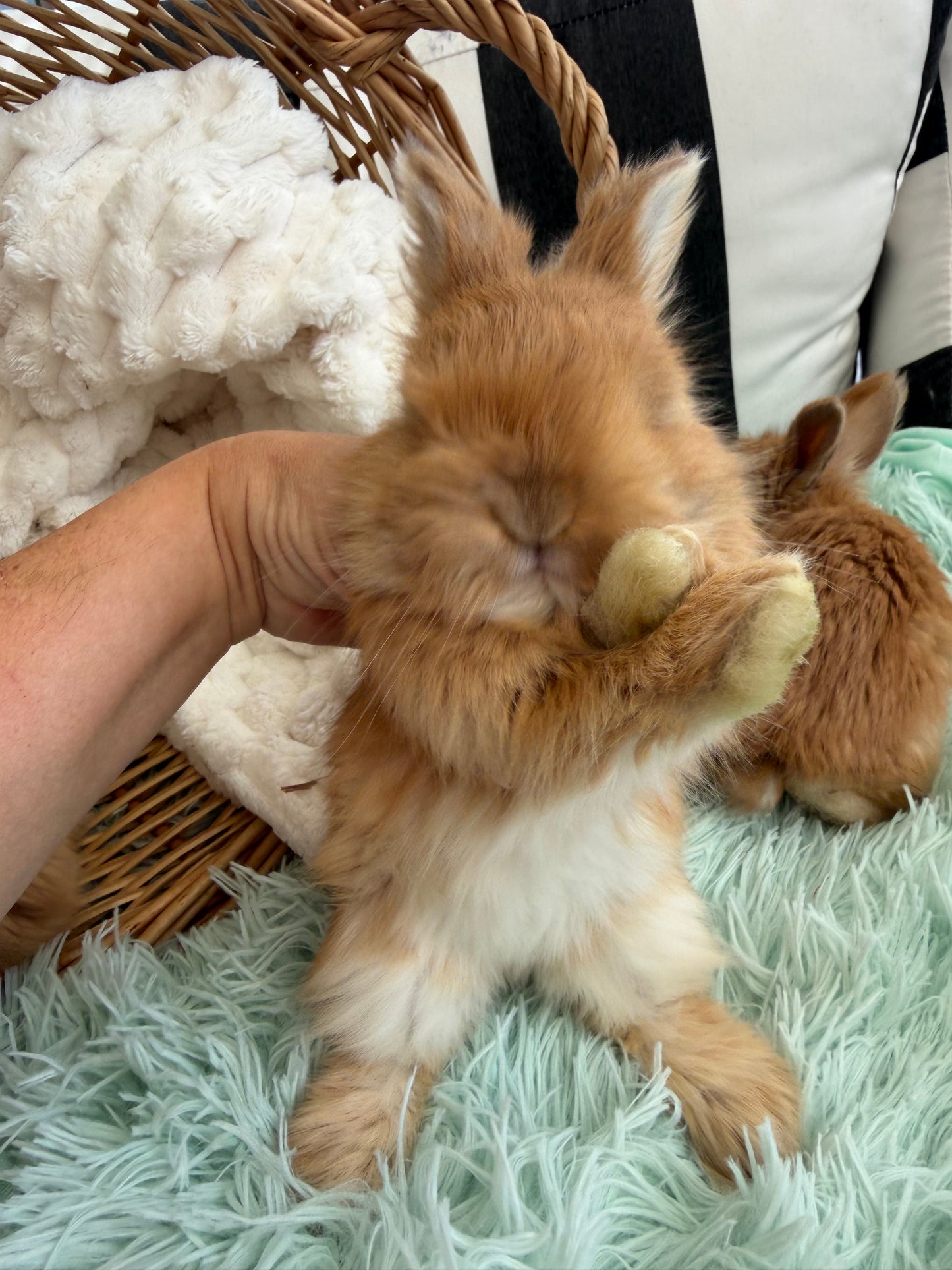 Tort English Angora Doe for Sale | Kissimmee Florida | Nebula X Waffles "Peaches"