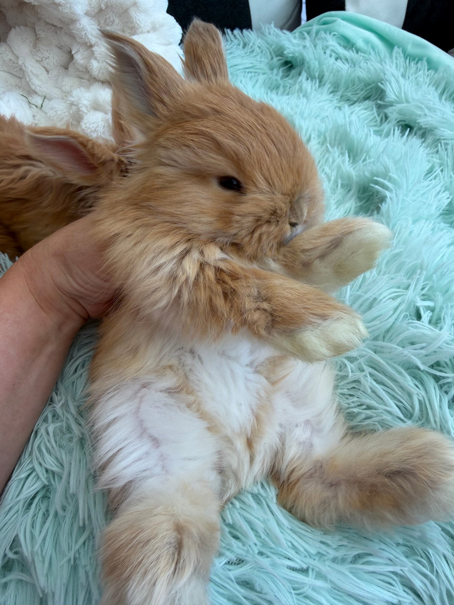 Tort English Angora Doe for Sale | Kissimmee Florida | Nebula X Waffles "Peaches"