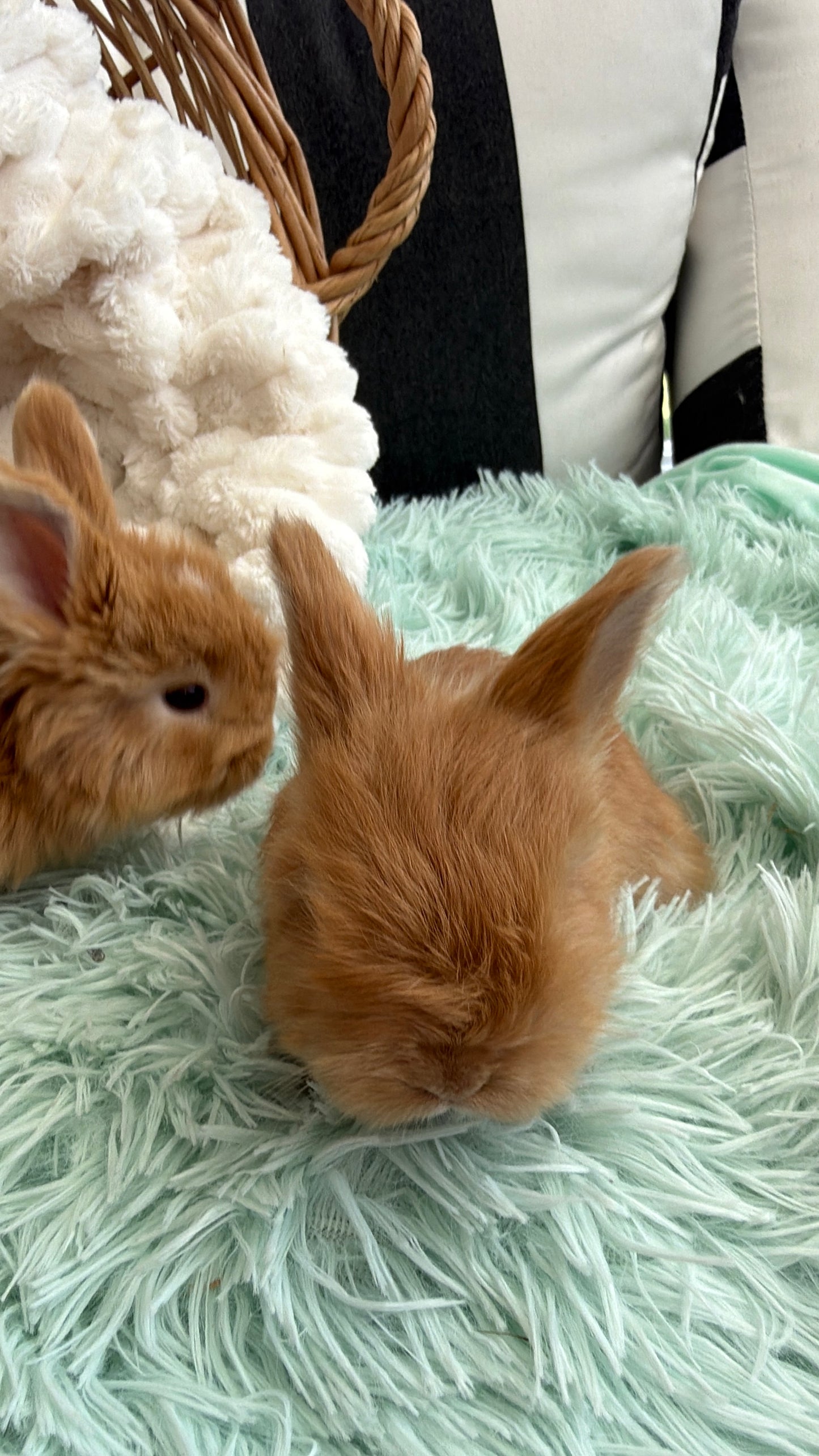 Chocolate Tort English Angora Doe for Sale | Kissimmee Florida | Nebula X Waffles "Clementine"