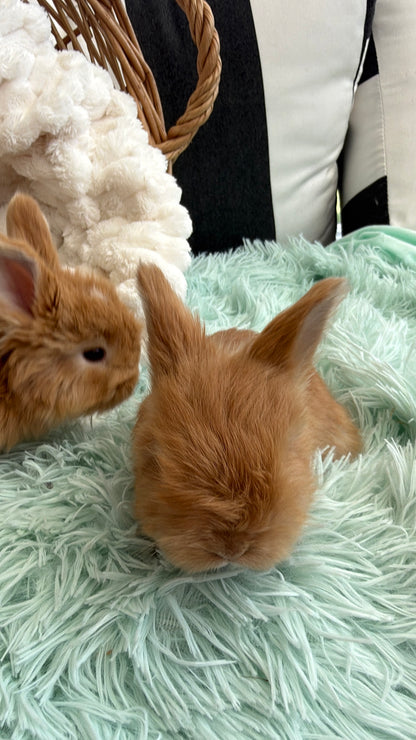 Chocolate Tort English Angora Doe for Sale | Kissimmee Florida | Nebula X Waffles "Clementine"
