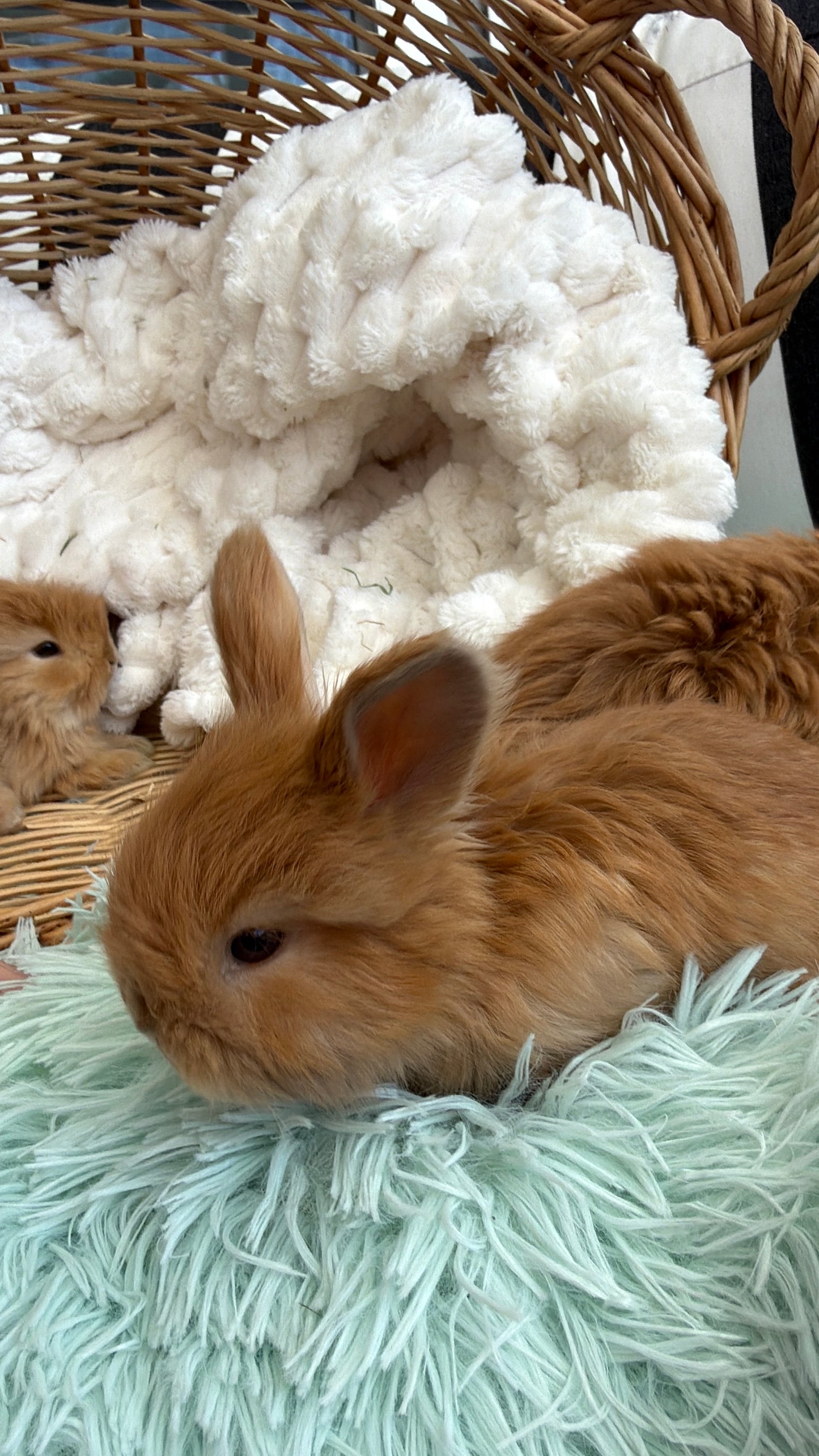 Chocolate Tort English Angora Doe for Sale | Kissimmee Florida | Nebula X Waffles "Clementine"