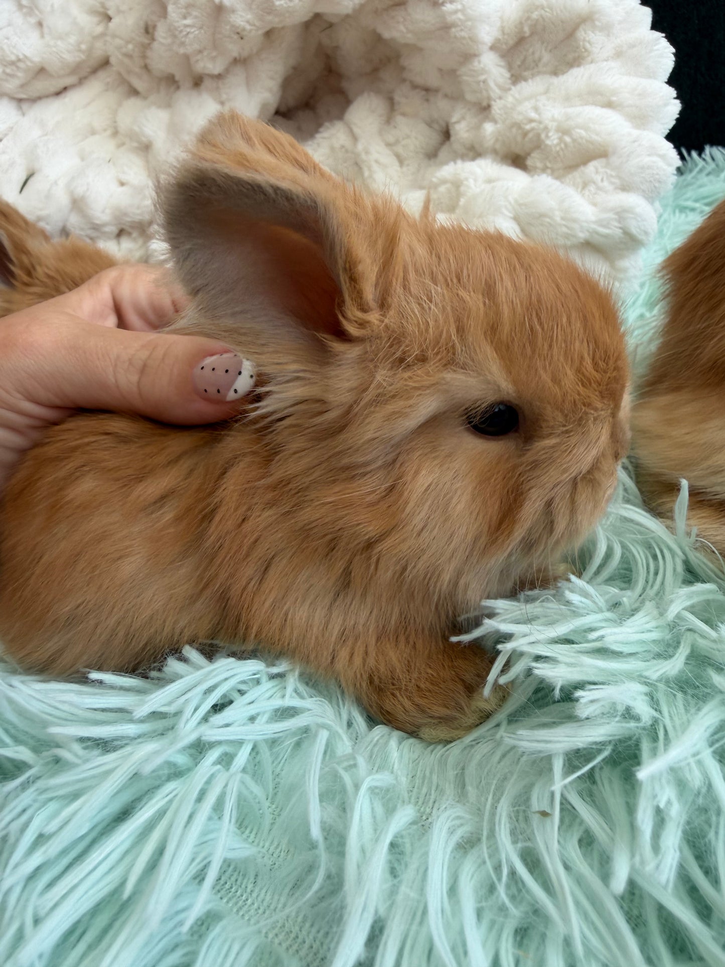 Chocolate Tort English Angora Doe for Sale | Kissimmee Florida | Nebula X Waffles "Clementine"