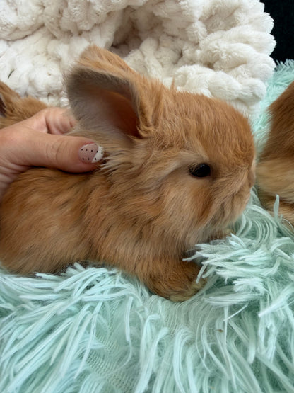Chocolate Tort English Angora Doe for Sale | Kissimmee Florida | Nebula X Waffles "Clementine"