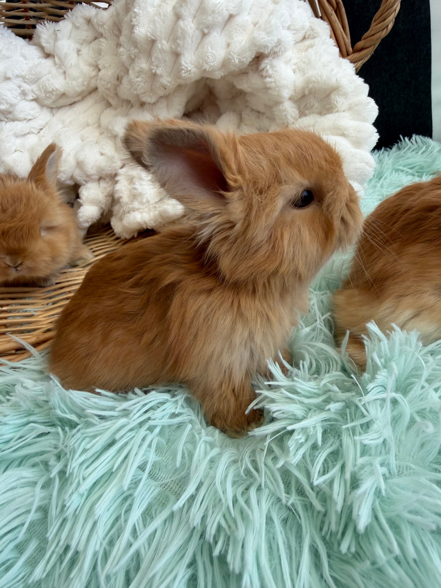 Chocolate Tort English Angora Doe for Sale | Kissimmee Florida | Nebula X Waffles "Clementine"