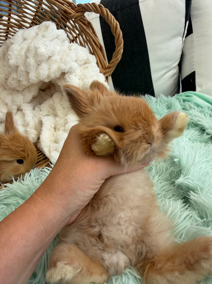 Chocolate Tort English Angora Doe for Sale | Kissimmee Florida | Nebula X Waffles "Clementine"