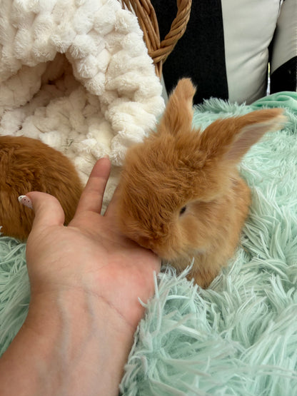 Red English Angora Buck for Sale | Kissimmee Florida | Nebula X Waffles "Tangelo"