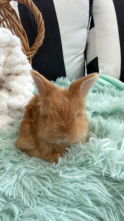 Red English Angora Buck for Sale | Kissimmee Florida | Nebula X Waffles "Tangelo"