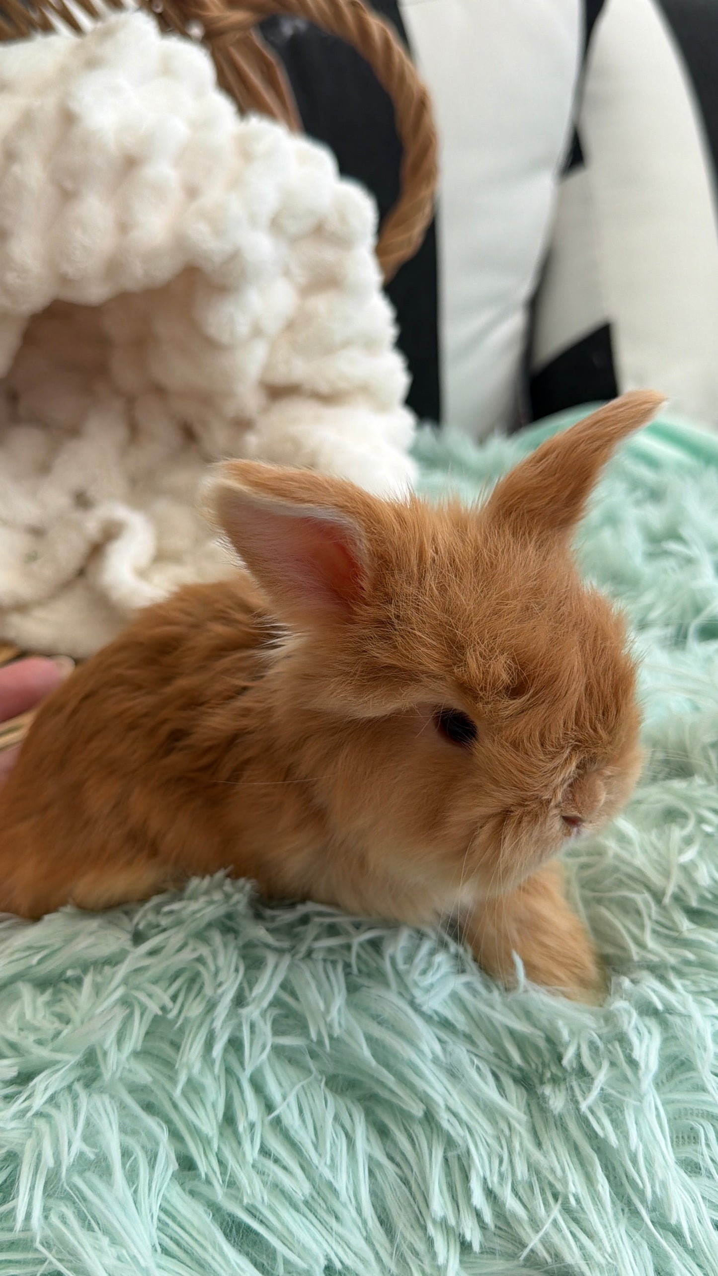 Red English Angora Buck for Sale | Kissimmee Florida | Nebula X Waffles "Tangelo"