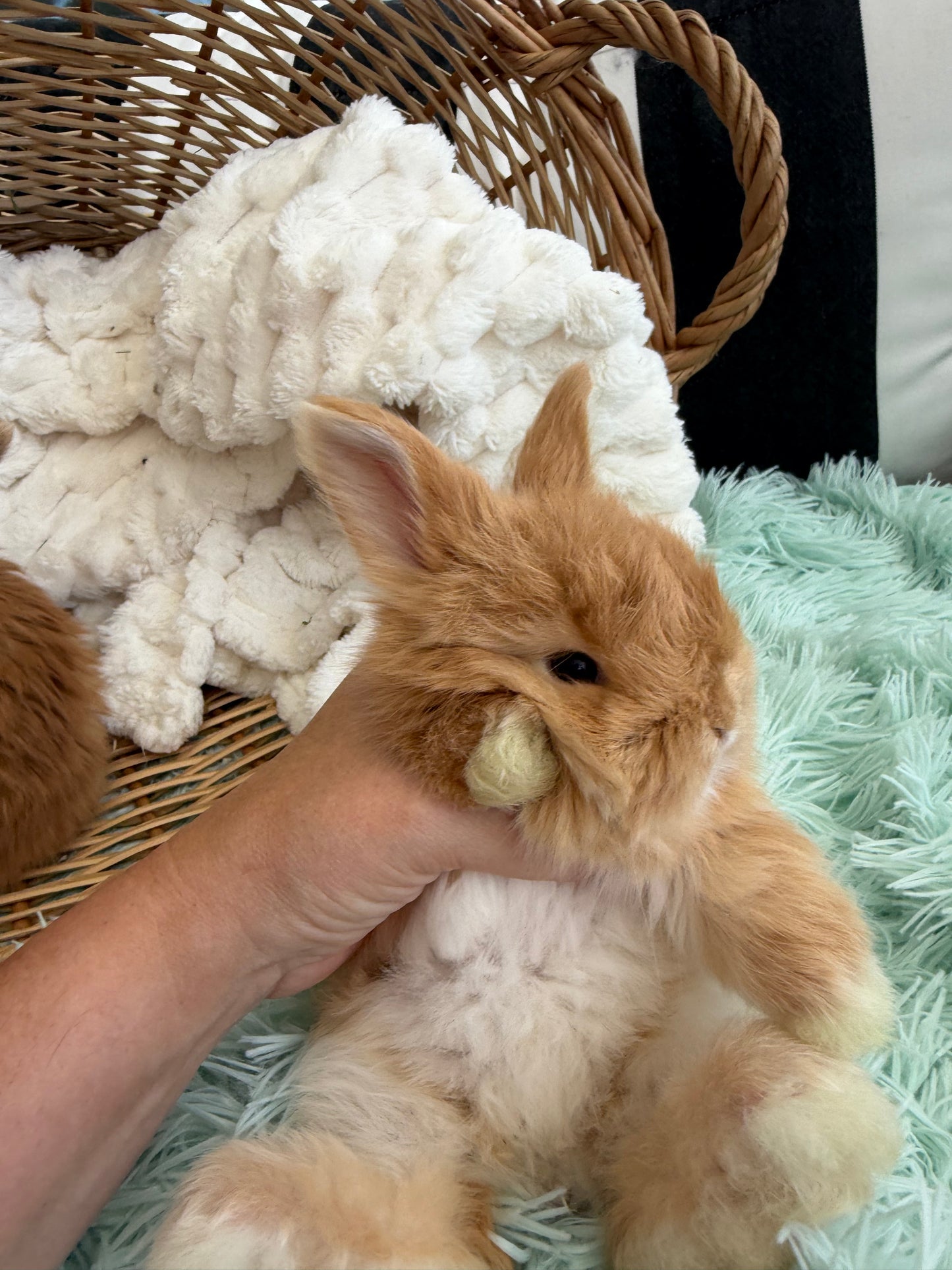 Red English Angora Buck for Sale | Kissimmee Florida | Nebula X Waffles "Tangelo"