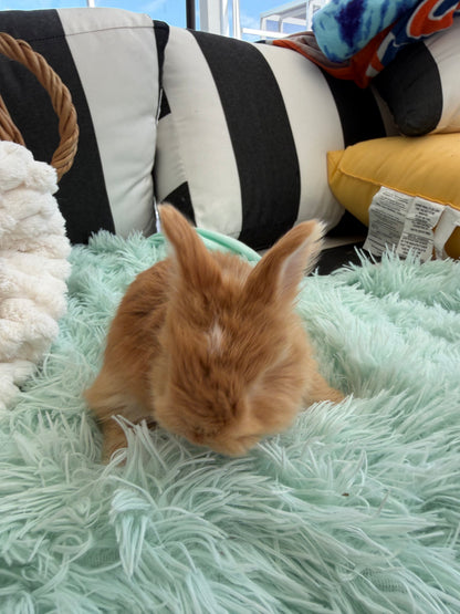 Red VM English Angora Buck for Sale | Kissimmee Florida | Nebula X Waffles "Yuzu"