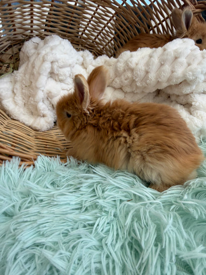 Red VM English Angora Buck for Sale | Kissimmee Florida | Nebula X Waffles "Yuzu"
