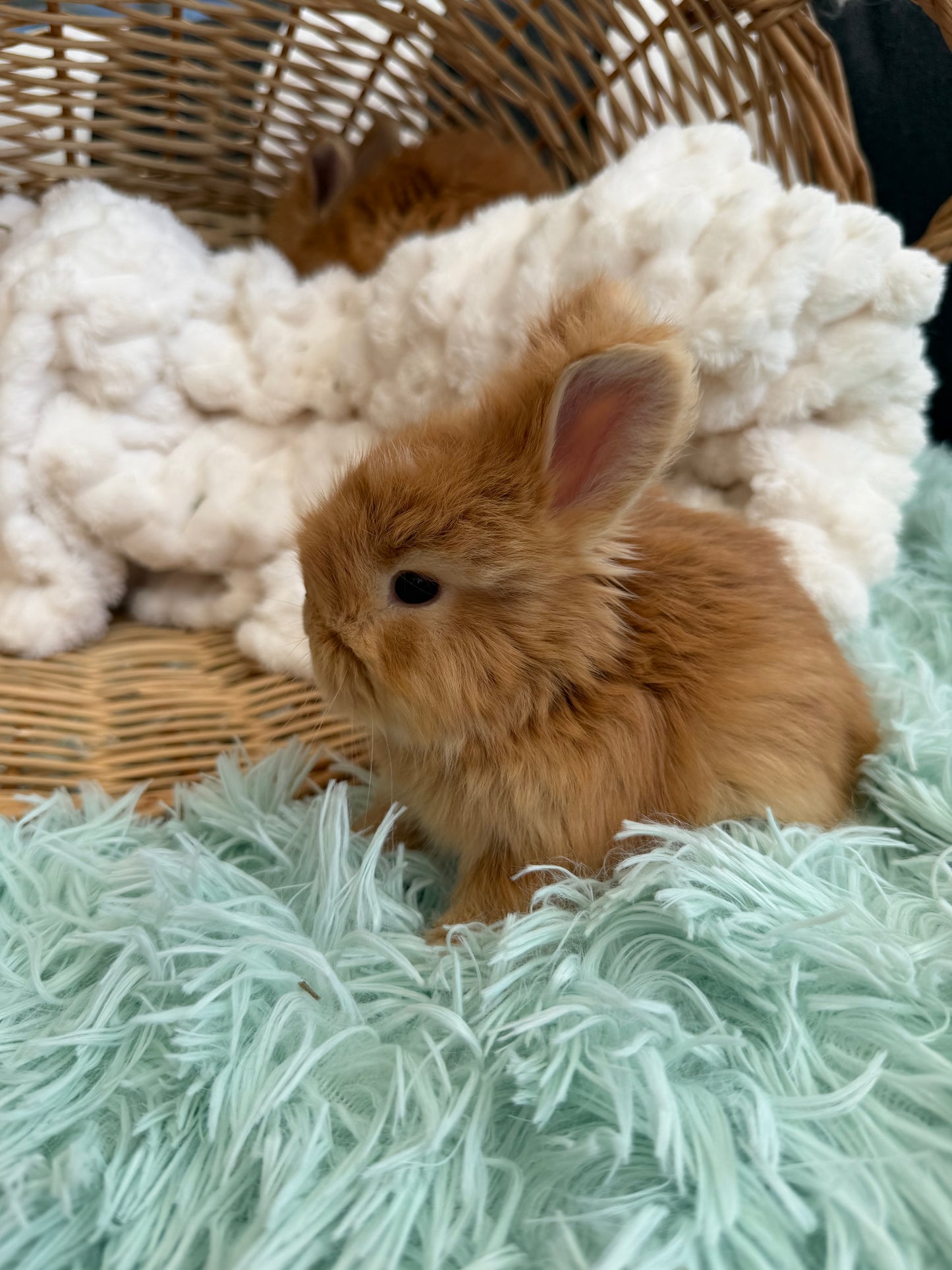 Red VM English Angora Buck for Sale | Kissimmee Florida | Nebula X Waffles "Yuzu"