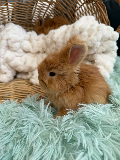 Red VM English Angora Buck for Sale | Kissimmee Florida | Nebula X Waffles "Yuzu"
