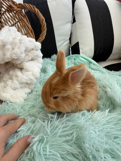 Red VM English Angora Buck for Sale | Kissimmee Florida | Nebula X Waffles "Yuzu"
