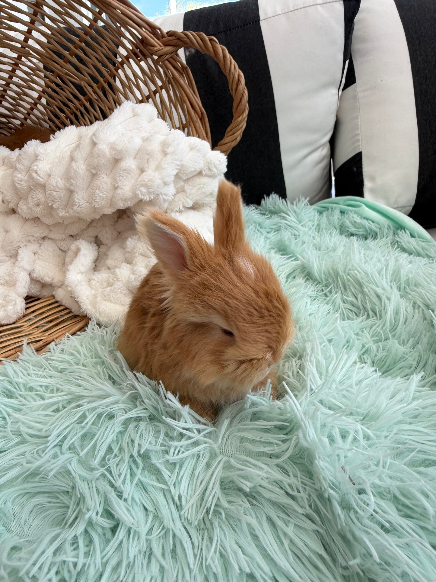 Red VM English Angora Buck for Sale | Kissimmee Florida | Nebula X Waffles "Yuzu"