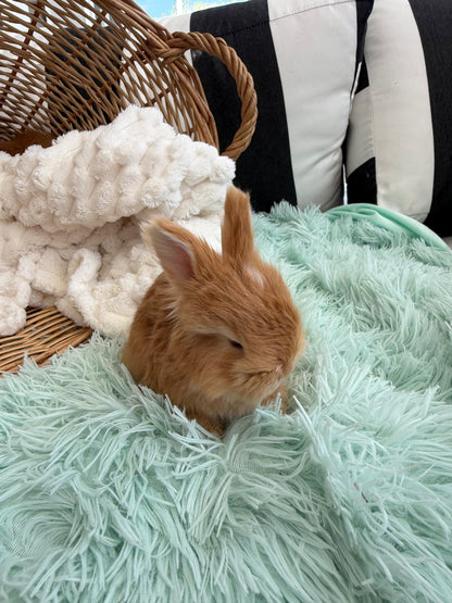 Red VM English Angora Buck for Sale | Kissimmee Florida | Nebula X Waffles "Yuzu"
