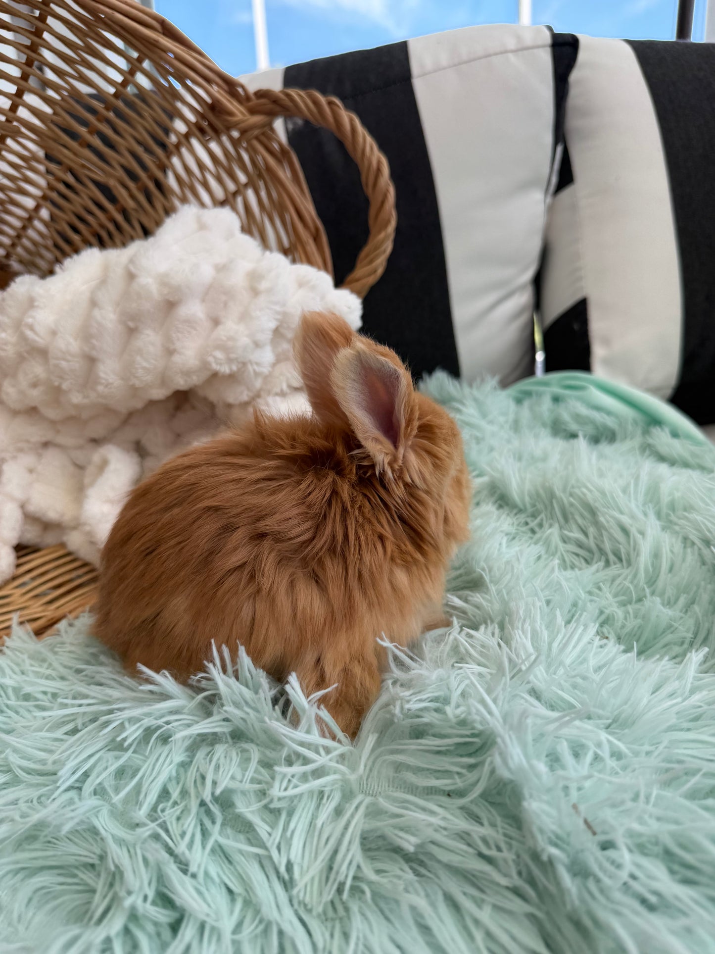 Red VM English Angora Buck for Sale | Kissimmee Florida | Nebula X Waffles "Yuzu"