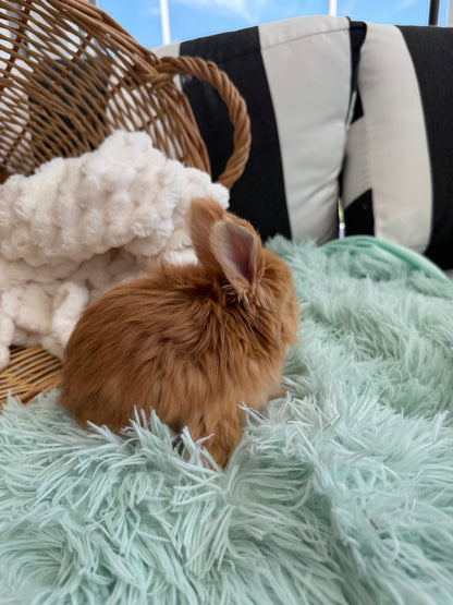 Red VM English Angora Buck for Sale | Kissimmee Florida | Nebula X Waffles "Yuzu"