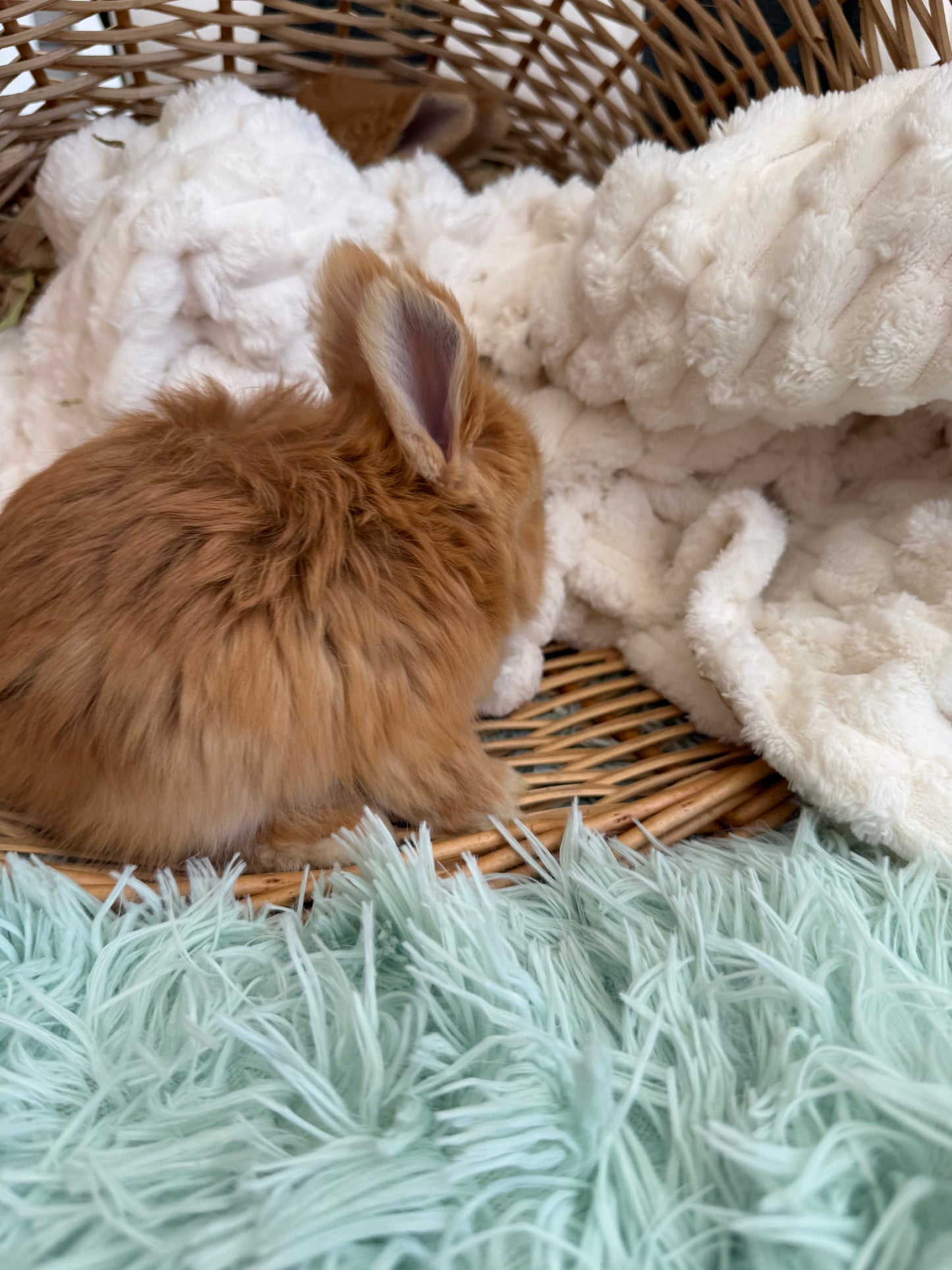 Red VM English Angora Buck for Sale | Kissimmee Florida | Nebula X Waffles "Yuzu"
