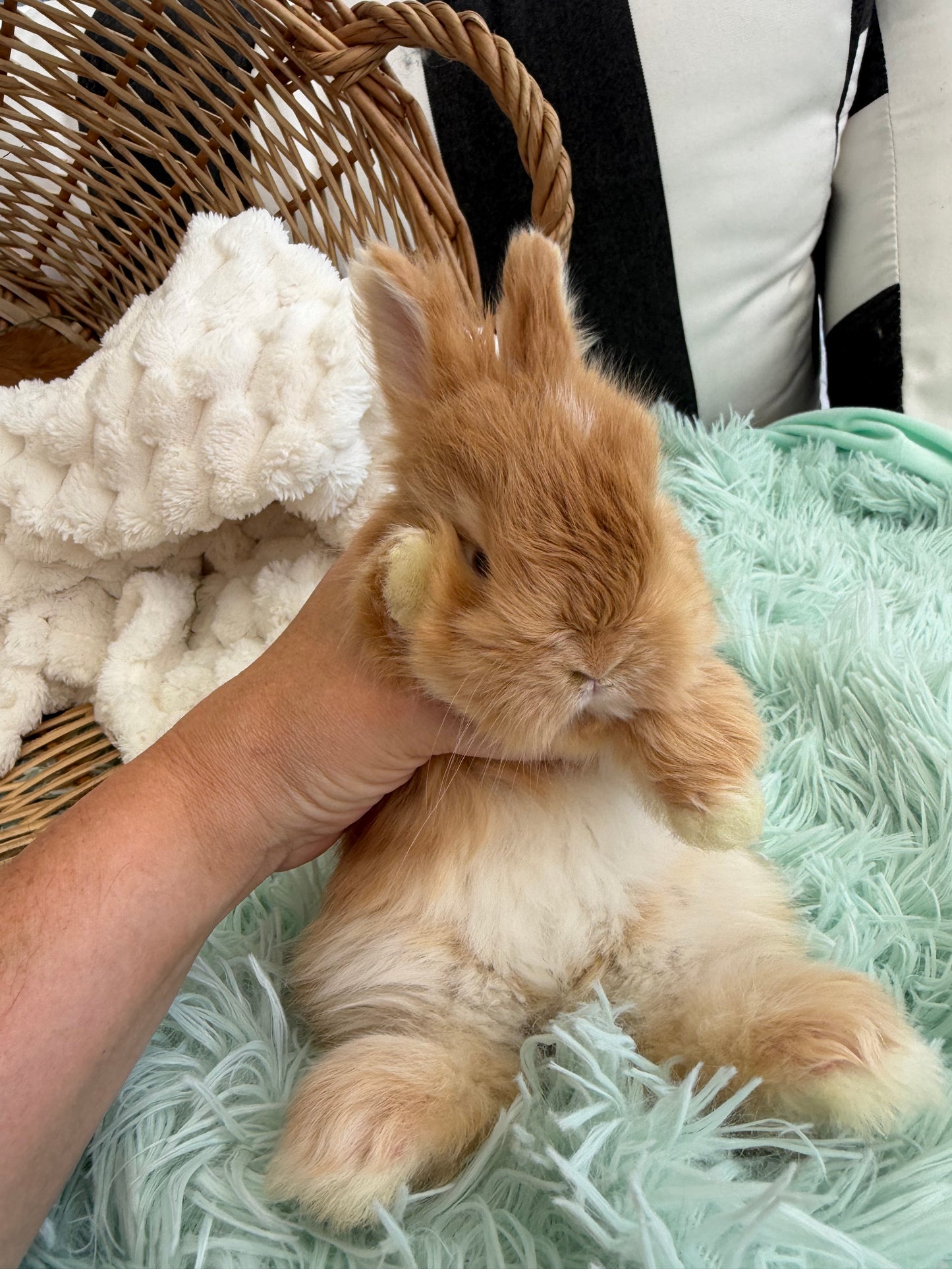 Red VM English Angora Buck for Sale | Kissimmee Florida | Nebula X Waffles "Yuzu"