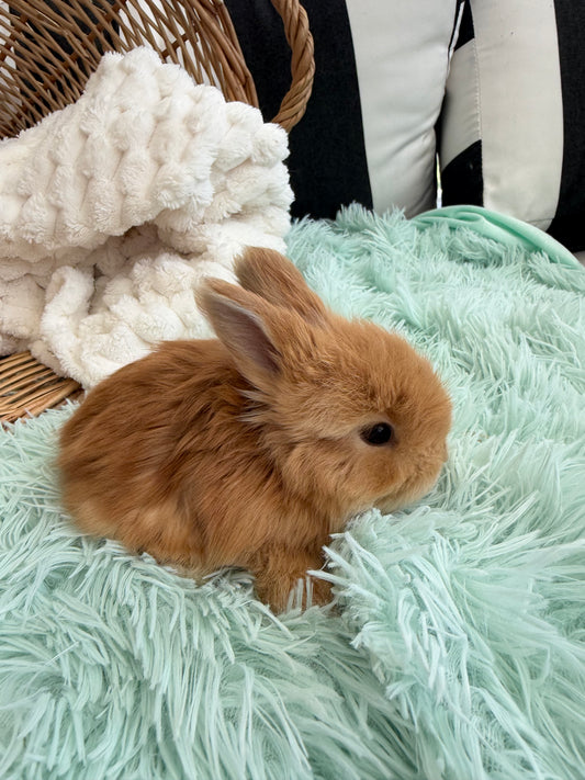 Tort English Angora Buck for Sale | Kissimmee Florida | Nebula X Waffles "Persimmon"