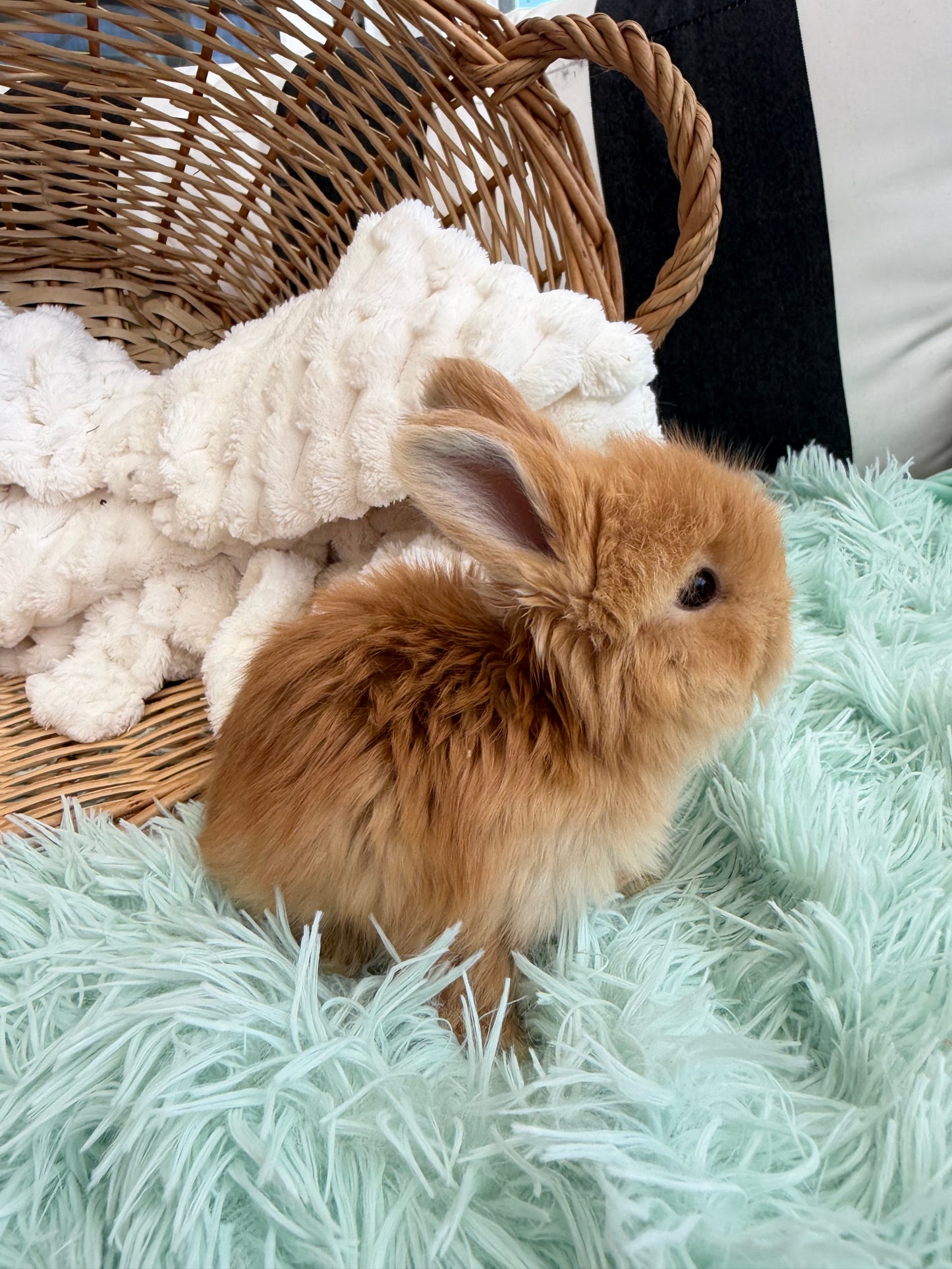 Tort English Angora Buck for Sale | Kissimmee Florida | Nebula X Waffles "Persimmon"