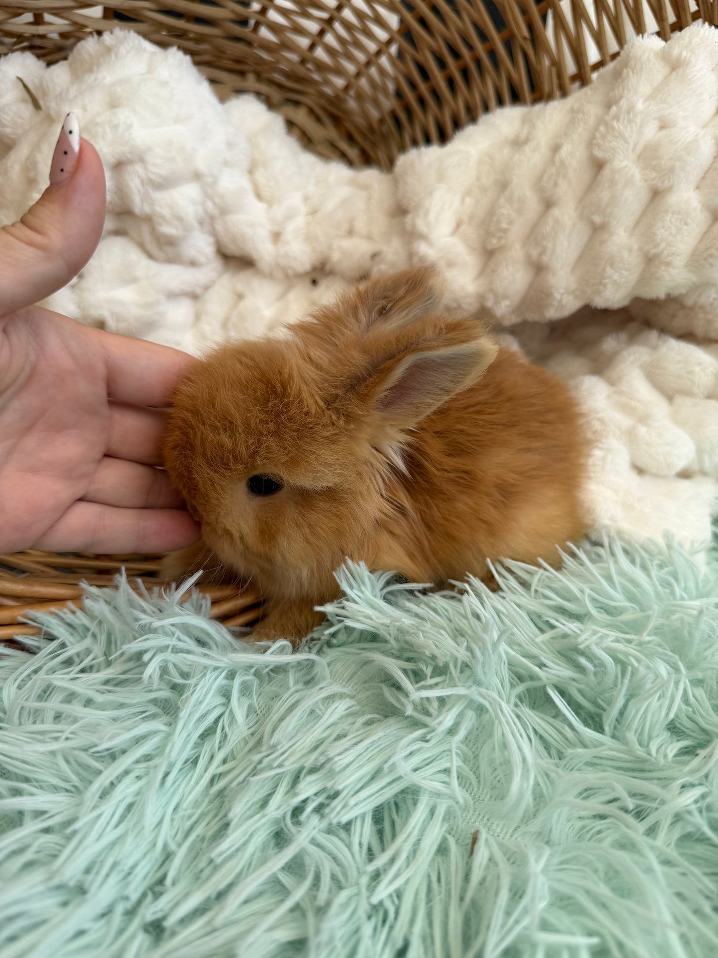 Tort English Angora Buck for Sale | Kissimmee Florida | Nebula X Waffles "Persimmon"