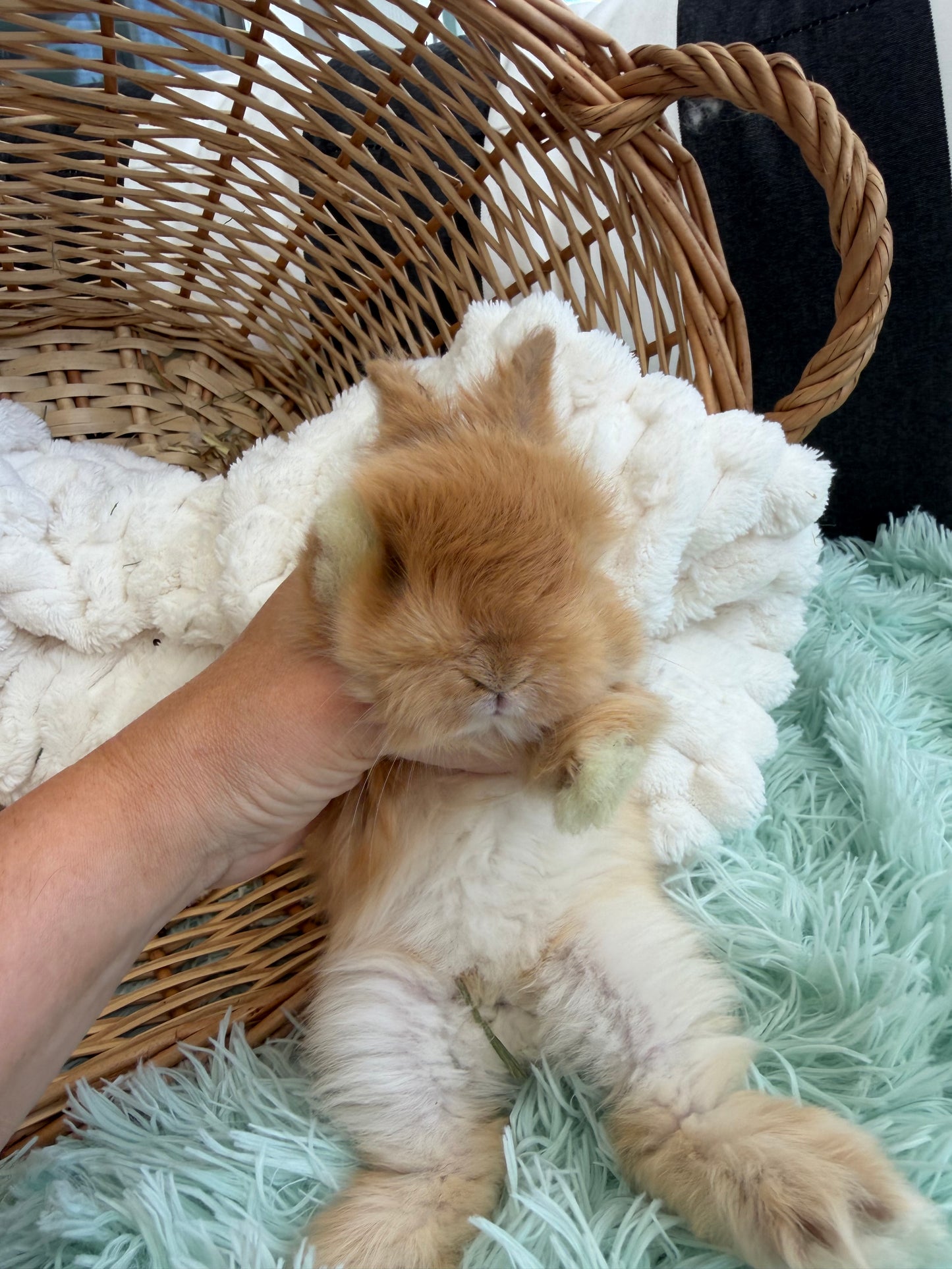 Tort English Angora Buck for Sale | Kissimmee Florida | Nebula X Waffles "Persimmon"
