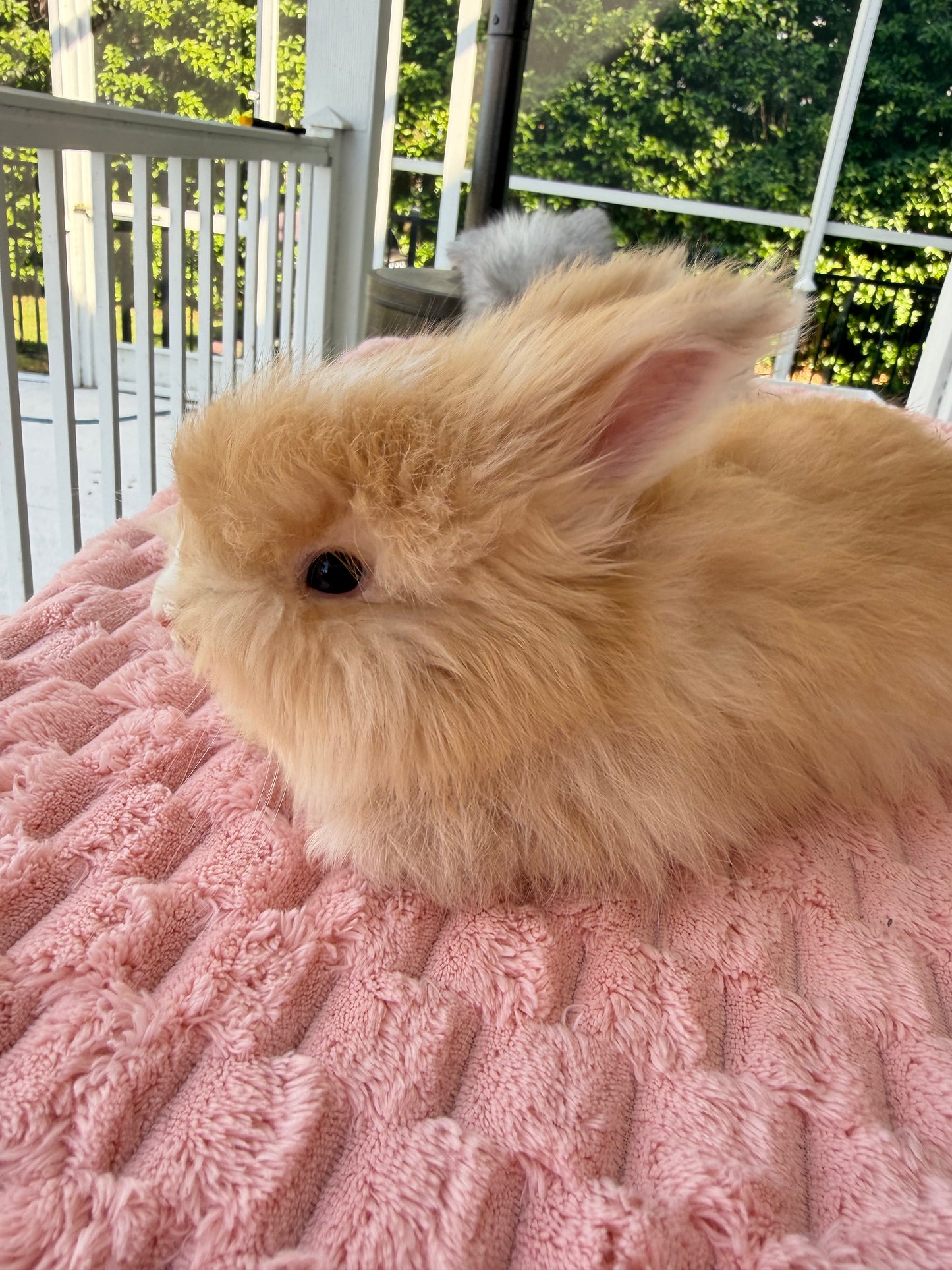 Orange (Fawn) VM Buck English Angora Bunny | Kissimmee, FL | Luna X Orion | Nox