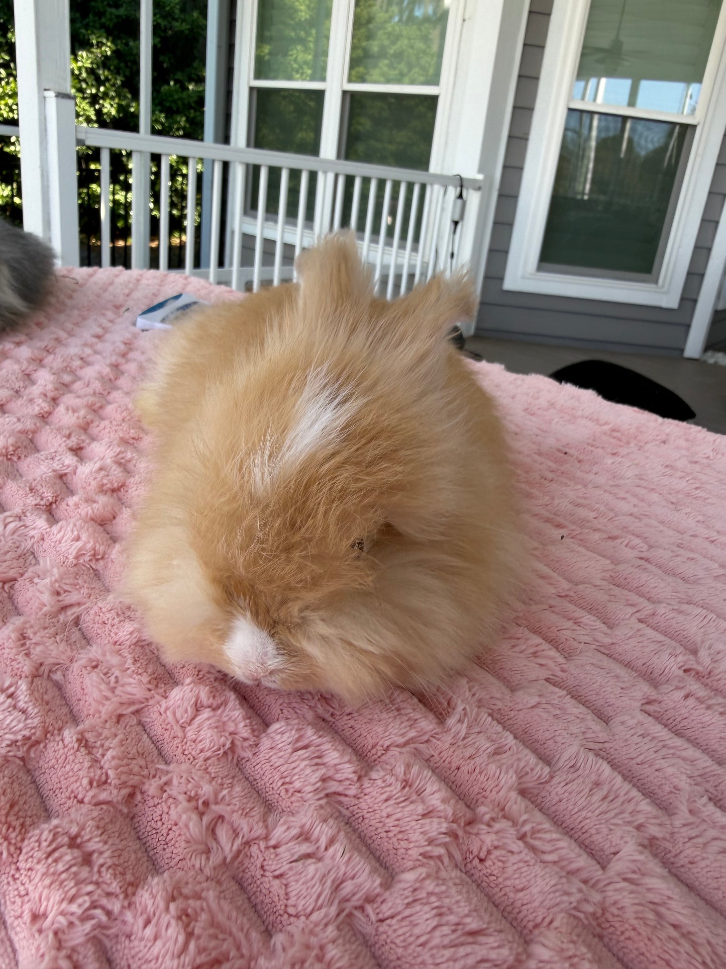 Orange (Fawn) VM Buck English Angora Bunny | Kissimmee, FL | Luna X Orion | Nox