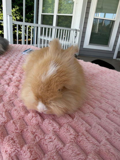 Orange (Fawn) VM Buck English Angora Bunny | Kissimmee, FL | Luna X Orion | Nox