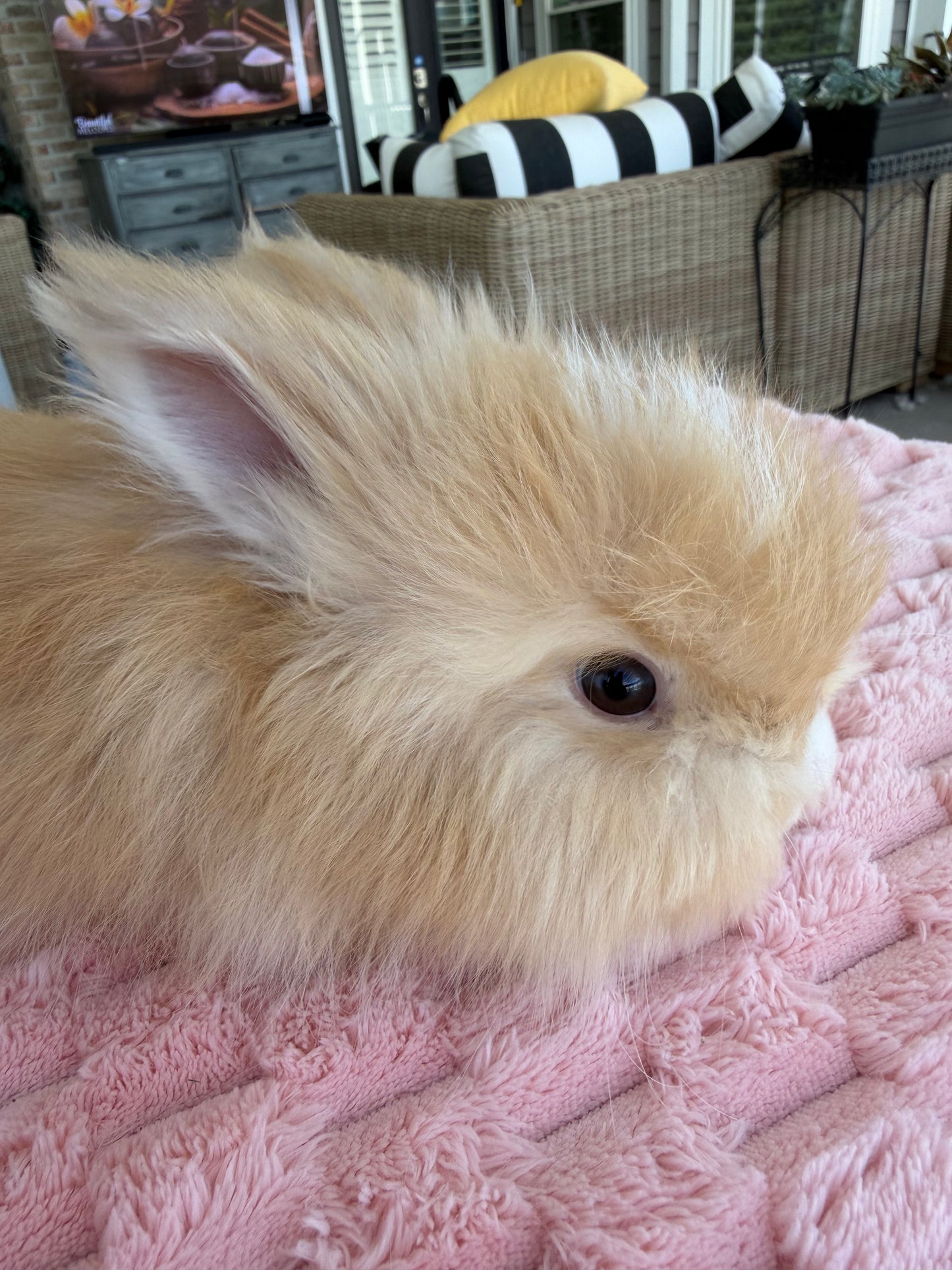 Orange (Fawn) VM Buck English Angora Bunny | Kissimmee, FL | Luna X Orion | Nox