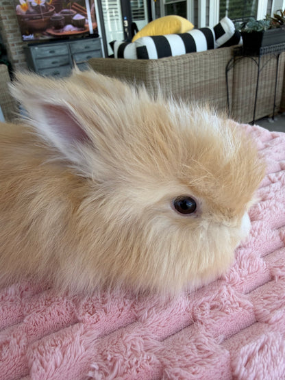 Orange (Fawn) VM Buck English Angora Bunny | Kissimmee, FL | Luna X Orion | Nox