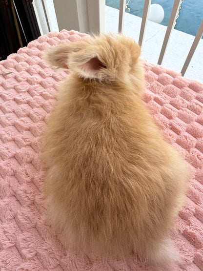 Orange (Fawn) VM Buck English Angora Bunny | Kissimmee, FL | Luna X Orion | Nox