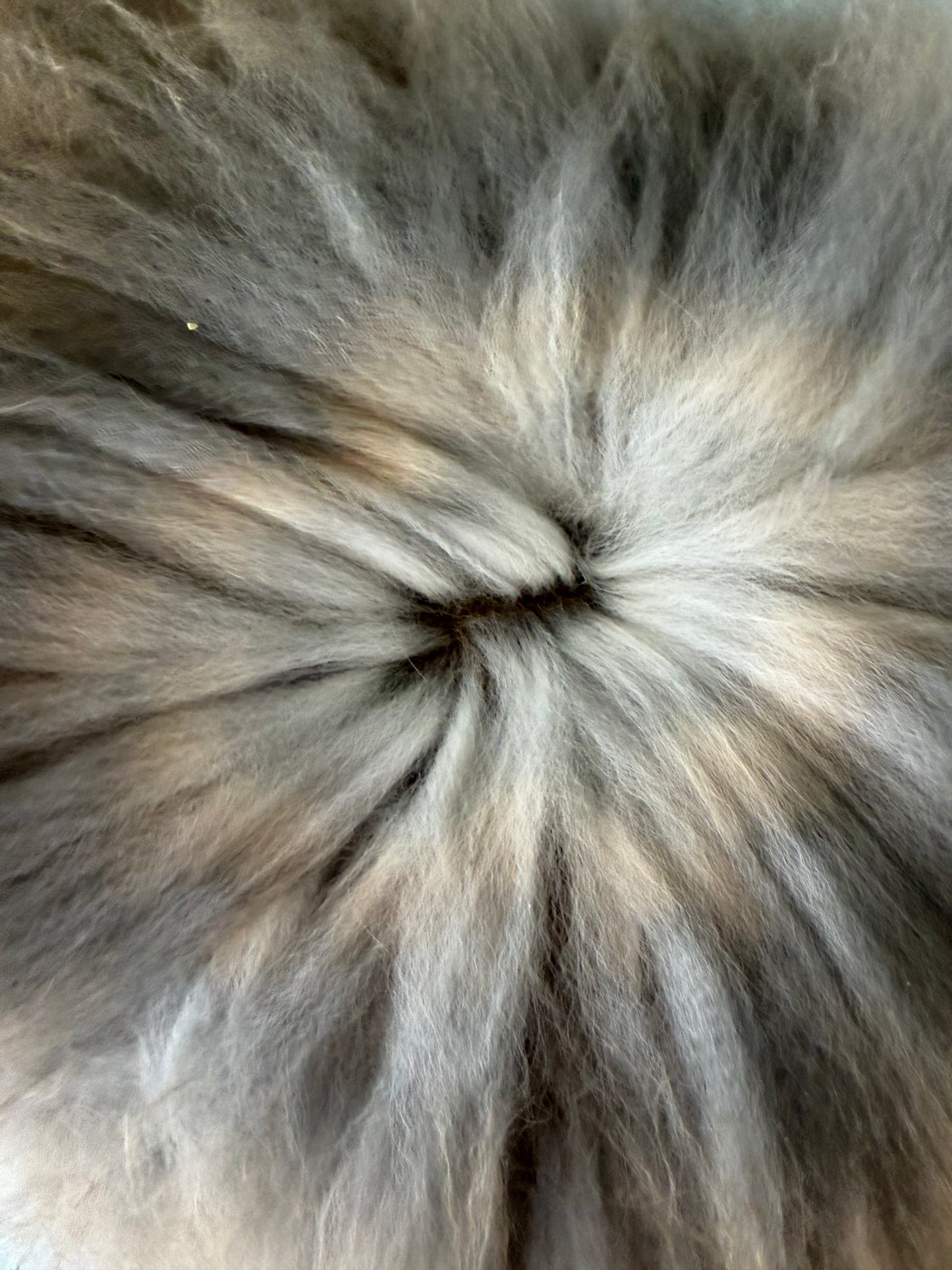 Agouti English Angora Buck for Sale | Kissimmee Florida | Nebula X Orion
