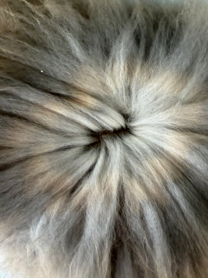 Agouti English Angora Buck for Sale | Kissimmee Florida | Nebula X Orion