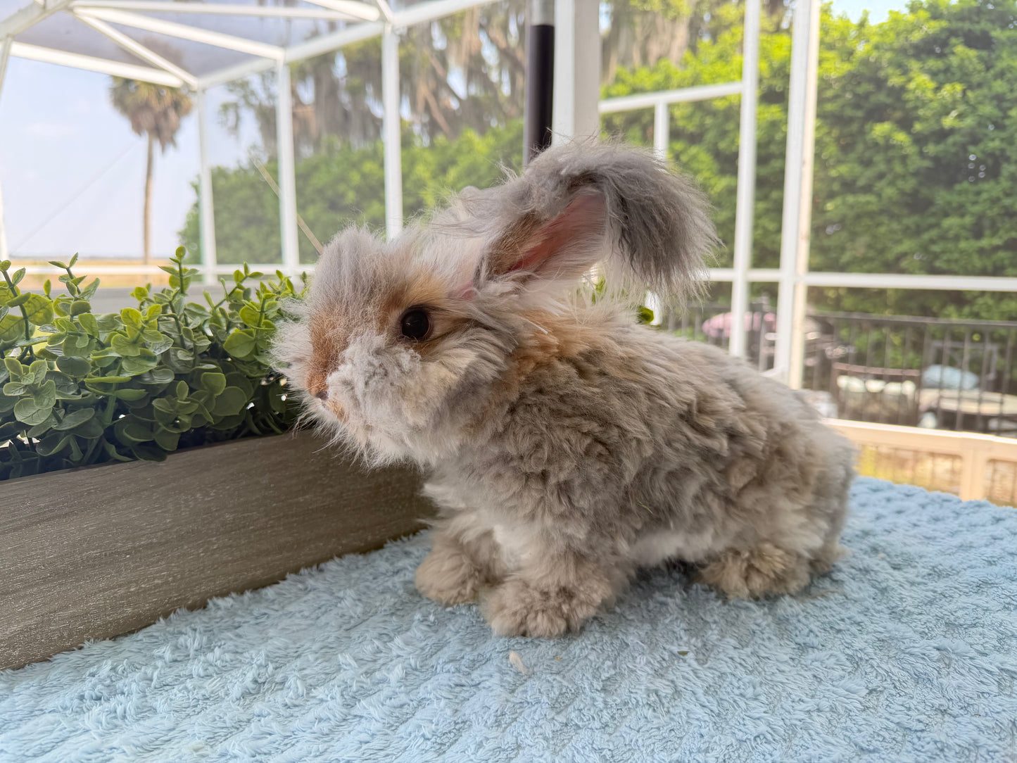 Agouti English Angora Buck for Sale | Kissimmee Florida | Nebula X Orion