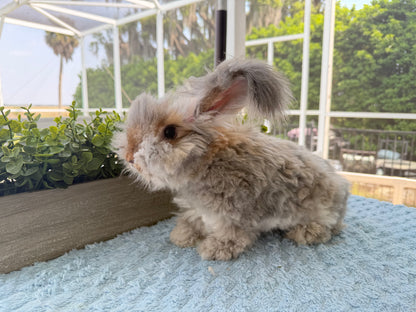 Agouti English Angora Buck for Sale | Kissimmee Florida | Nebula X Orion